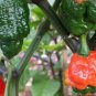 10 PCS Seeds Trinidad Moruga Scorpion Red Green Chili Pepper Vegetables