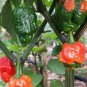 10 PCS Seeds Trinidad Moruga Scorpion Red Green Chili Pepper Vegetables