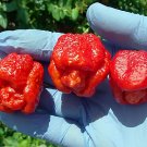 20 PCS Seeds Trinidad Scorpion Pepper Professional Pack BUTCH Worlds Hottest Chilli 20 PCS Seeds Trinidad Scorpion Pepper Professional Pack BUTCH Worlds Hottest Chilli