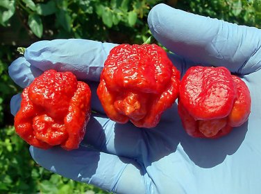 20 PCS Seeds Trinidad Scorpion Pepper Professional Pack BUTCH Worlds Hottest Chilli