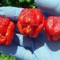 20 PCS Seeds Trinidad Scorpion Pepper Professional Pack BUTCH Worlds Hottest Chilli