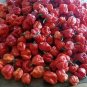 20 PCS Seeds Trinidad Scorpion Pepper Professional Pack BUTCH Worlds Hottest Chilli