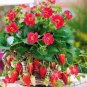 100 PCS Seeds Tristan F1 Strawberry Deep Rose Flowers on Compact Plants