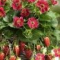 100 PCS Seeds Tristan F1 Strawberry Deep Rose Flowers on Compact Plants