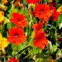 100 PCS Seeds Tropaeolum majus Nasturtium