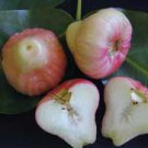 50 PCS Seeds Tropical Fruit Tree Seeds Planting Is Simple Novel Plants 50 PCS Seeds Tropical Fruit Tree Seeds Planting Is Simple Novel Plants