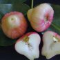 50 PCS Seeds Tropical Fruit Tree Seeds Planting Is Simple Novel Plants