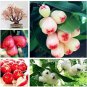 50 PCS Seeds Tropical Fruit Tree Seeds Planting Is Simple Novel Plants