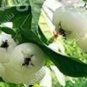 50 PCS Seeds Tropical Fruit Tree Seeds Planting Is Simple Novel Plants