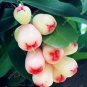 50 PCS Seeds Tropical Fruit Tree Seeds Planting Is Simple Novel Plants