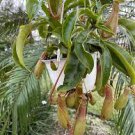 50 PCS Seeds Tropical Pitcher Plant Giant Nepenthes Bonsai 50 PCS Seeds Tropical Pitcher Plant Giant Nepenthes Bonsai