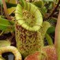 50 PCS Seeds Tropical Pitcher Plant Giant Nepenthes Bonsai