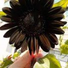 20 PCS Seeds True Black Ornamental Sunflower 20 PCS Seeds True Black Ornamental Sunflower