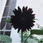 20 PCS Seeds True Black Ornamental Sunflower