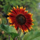 15 PCS Seeds True 'Bonanza' Red Ornamental Sunflower 15 PCS Seeds True 'Bonanza' Red Ornamental Sunflower