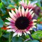 15 PCS Seeds True 'Bonanza' Red Ornamental Sunflower