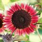 15 PCS Seeds True 'Bonanza' Red Ornamental Sunflower