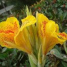 20 PCS Seeds True Canna Lily Potted Bonsai 20 PCS Seeds True Canna Lily Potted Bonsai
