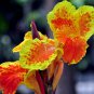 20 PCS Seeds True Canna Lily Potted Bonsai