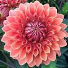 50 PCS Seeds True Color Dahlia Bulb Flower Dahlia