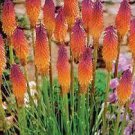 300 PCS Seeds True Hot Poker (Kniphofia Uvaria) Beautiful Torch Lily Flower