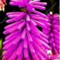 300 PCS Seeds True Hot Poker (Kniphofia Uvaria) Beautiful Torch Lily Flower