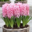 1 PCS Seeds True Hyacinth Bulb