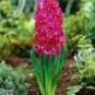 1 PCS Seeds True Hyacinth Bulb