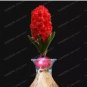 1 PCS Seeds True Hyacinth Bulb