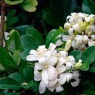 20 PCS Seeds True Orange Jasmine Shrub with Fragrant White Flower 20 PCS Seeds True Orange Jasmine Shrub with Fragrant White Flower