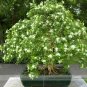 20 PCS Seeds True Orange Jasmine Shrub with Fragrant White Flower