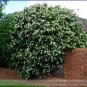 20 PCS Seeds True Orange Jasmine Shrub with Fragrant White Flower