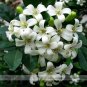 20 PCS Seeds True Orange Jasmine Shrub with Fragrant White Flower