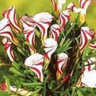 2 PCS Seeds True Oxalis Flower Bulbs Rare Oxalis Versicolor Candy Cane Sorrel Flower 2 PCS Seeds True Oxalis Flower Bulbs Rare Oxalis Versicolor Candy Cane Sorrel Flower