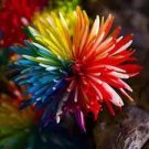 50 PCS Seeds True Rare Purple 'Hot Wheel' Chrysanthemum Flower