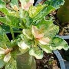 1 PCS Seeds True Thailand Rare grafted Desert Rose Variegated Leaves Siam Potted
