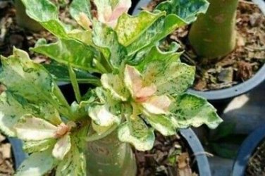 1 PCS Seeds True Thailand Rare grafted Desert Rose Variegated Leaves Siam Potted
