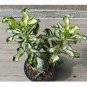 1 PCS Seeds True Thailand Rare grafted Desert Rose Variegated Leaves Siam Potted