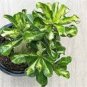 1 PCS Seeds True Thailand Rare grafted Desert Rose Variegated Leaves Siam Potted