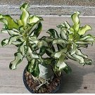 50 PCS Seeds True Thailand Rare grafted Desert Rose Variegated Leaves Siam Potted