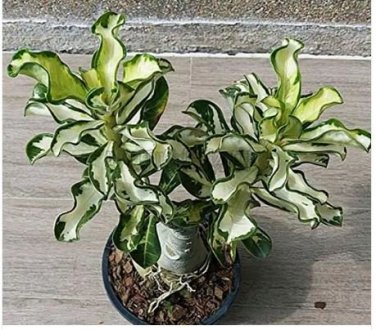 50 PCS Seeds True Thailand Rare grafted Desert Rose Variegated Leaves Siam Potted