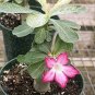 50 PCS Seeds True Thailand Rare grafted Desert Rose Variegated Leaves Siam Potted