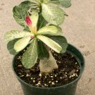 1000 PCS Seeds True Thailand Rare grafted Desert Rose Variegated Leaves Siam Potted