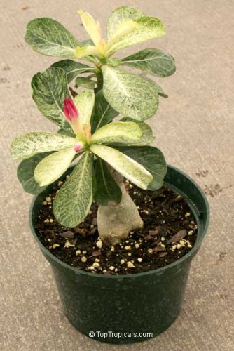1000 PCS Seeds True Thailand Rare grafted Desert Rose Variegated Leaves Siam Potted