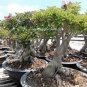 1000 PCS Seeds True Thailand Rare grafted Desert Rose Variegated Leaves Siam Potted