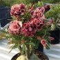 1000 PCS Seeds True Thailand Rare grafted Desert Rose Variegated Leaves Siam Potted