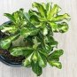 1000 PCS Seeds True Thailand Rare grafted Desert Rose Variegated Leaves Siam Potted