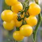 20 PCS Seeds True Variety Big Yellow Tomato