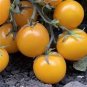 20 PCS Seeds True Variety Big Yellow Tomato