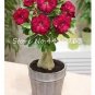 100 PCS Seeds True White Desert Rose Bonsai Ornamental Plant Balcony Bonsai